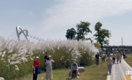 芦苇风景小姐姐,捕捉自然之美，展现生态魅力