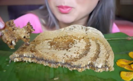 吃播小姐姐吃蜂巢蜜视频,吃播小姐姐的甜蜜冒险